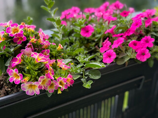 Beautiful blooming pink Calibrachoa decorative bell flowers in flower pot close up in balcony terrace garden