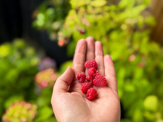 Freshly picked red raspberries berries in white female hand close up in balcony terrace garden...