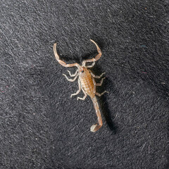 Overhead close-up of a juvenile Androctonus australis or yellow fat-tailed scorpion, on a black textured surface, showing its translucent body, curved tail, and front pincers in clear details.