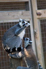 ring-tailed lemurs playing in enclosure