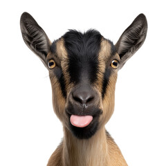 Fototapeta premium Portrait of a goat showing tongue isolated on white or transparent background 