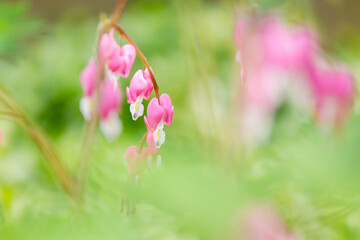 Pink and white bleeding heart flowers