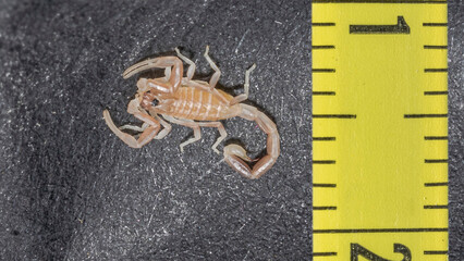 Overhead close-up of an early instar stage juvenile Androctonus australis scorpion on black surface beside a yellow measuring ruler. Pale body, curved tail and small size under 11 mm.