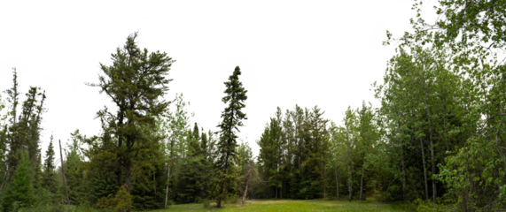 Panorama of a green summer northern forest with a transparent sky
