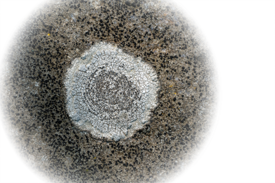 Macro of light gray circular rock lichen surrounded by beige colored lichen with transparent background
