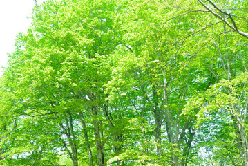 新緑のブナ林
