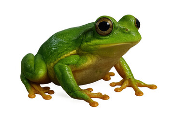 Obraz premium Green Tree Frog isolated on transparent background, vibrant colors, wildlife shot