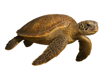Naklejka premium Sea turtle swimming, isolated on transparent background, elegant underwater animal