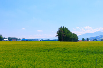 青空と畑