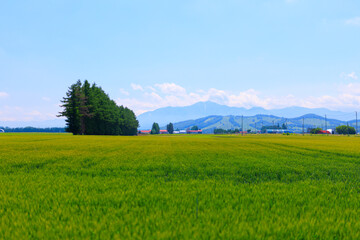 青空と畑