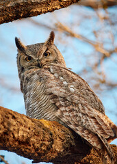 Obraz premium great horned owl on a branch looking at viewer