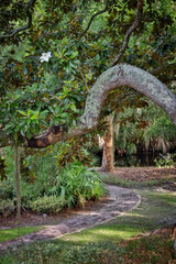 Obraz premium Live Oak Branch Arching Over Pathway in Hilton Head Island Park