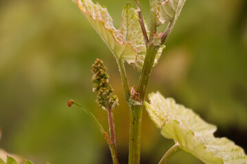 Organic Red Grape Flowering bud stage growing Vine