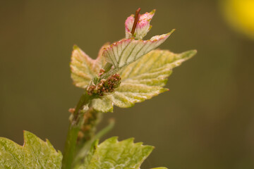 Organic Red Grape Flowering bud stage growing Vine