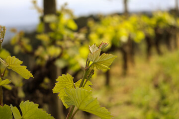 Organic Red Grape Flowering bud stage growing Vine