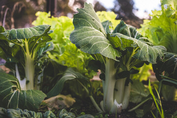Fresh Green Lettuce Growing in Vegetable Garden, Tasmania