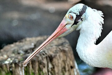 Rosetta Spoonbill closeup head shot