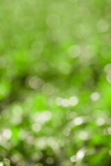 Defocus light natural green background. Bokeh, blurred greenery.