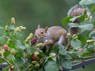 A squirrel in Texas feasts on ripening blackberries.