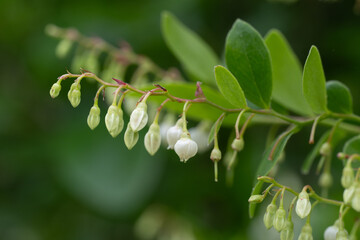 Sparkleberry, Vaccinium arboreum, has white bell shaped flowers in spring.