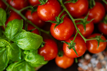Fresh ripe cherry tomatoes on vine with vibrant green basil leaves covered in water droplets in natural light. Organic farming, healthy eating, fresh produce and kitchen herbs garden