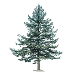 Fototapeta premium A majestic evergreen tree with lush green foliage, standing tall against a white background.