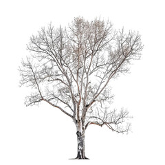 A majestic, leafless tree stands tall, showcasing its intricate branches against a clear background, embodying resilience.