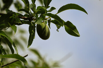Unripe green almond, growing organic fruit