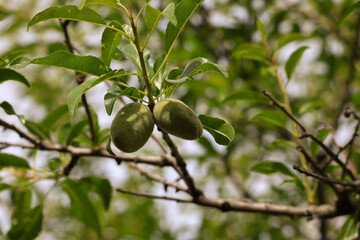 Unripe green almond, growing organic fruit
