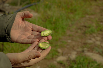 Holding open unripe green almond, growing organic fruit