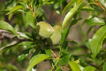 Unripe green almond, growing organic fruit