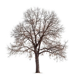 A majestic tree with a well-defined structure and intricate branches, showcasing a serene natural beauty.