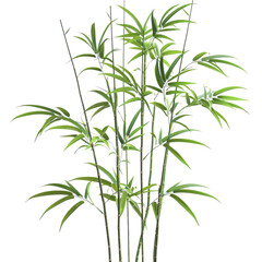 Obraz premium Lush green bamboo plant with slender stems and delicate leaves, radiating a sense of tranquility and nature's beauty.