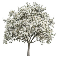Obraz premium A beautiful white flowering tree in full bloom, showcasing delicate blossoms and a lush canopy.