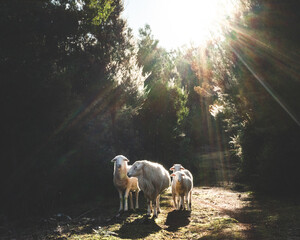 Backlit Sheep Walking Along Forest Path, Tasmania