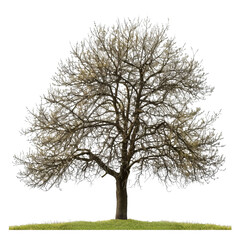 Obraz premium A majestic bare tree stands alone in a grassy field, showcasing intricate branches against a clear backdrop.