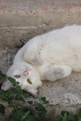 white cat on stone step