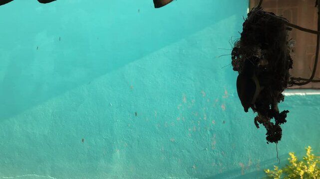 Indian sunbird busy building a pendulum-shaped hanging nest