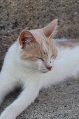 sleepy cat on stone