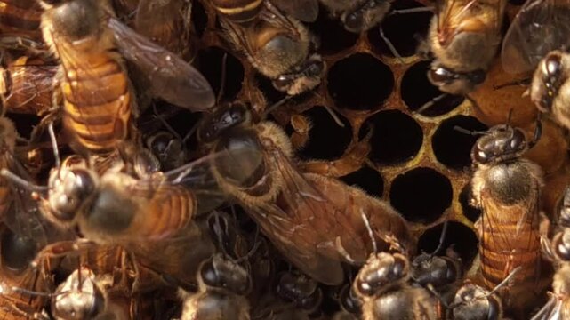 Indian honey bee (Apis cerana indica) colony thrives inside the beehive, macro footage of busy bees working with queen bee in harmony&mdash;collecting nectar, pollen from flowers, storing bee bread in cells
