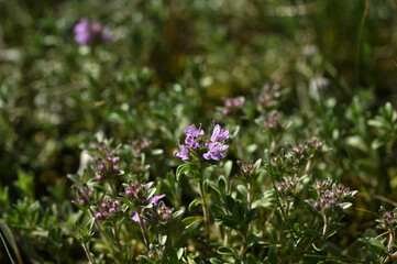 thyme plant blooming in nature close-up
