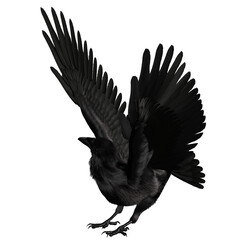 3D rendered black fantasy raven isolated on transparent background