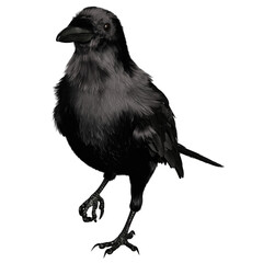 3D rendered black fantasy raven isolated on transparent background