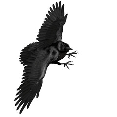 3D rendered black fantasy raven isolated on transparent background