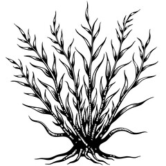 Seaweed plant in vintage sketch style with intricate detailing  