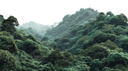 Lush green forest landscape mountain range nature misty environment aerial serenity cut out png