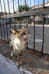 meowing cat by the fence