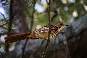 Brown Thrasher on Tree Limb