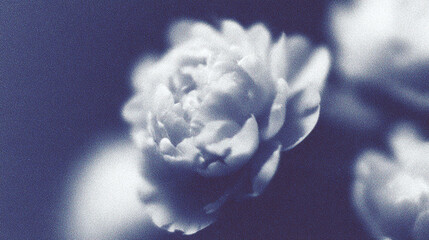 Delicate white flowers with a soft blur, creating an ethereal atmosphere in a serene setting