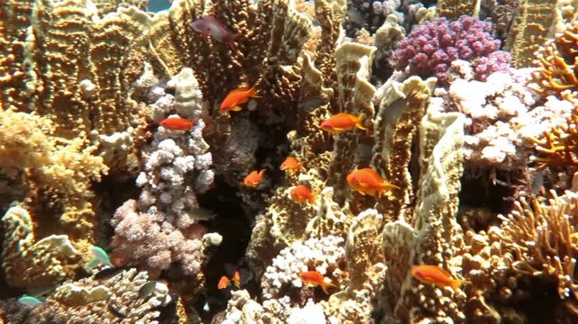 Vibrant Coral Reef Ecosystem with Diverse Fish Species